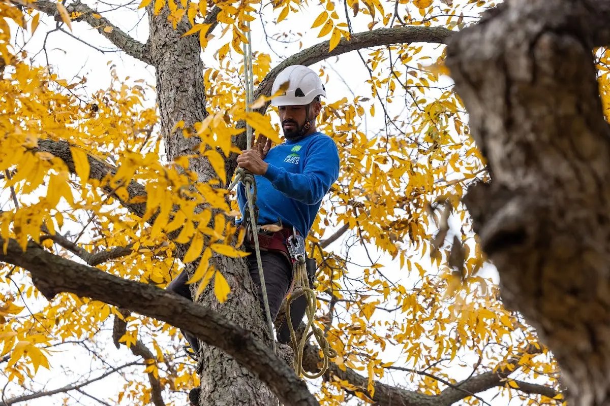 Skilled Storm Damage Cleanup crew working in Glenwood